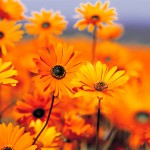 Full-Width Featured Image